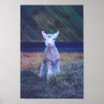 Newborn Lamb posters