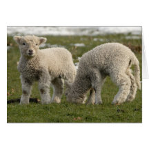 Newborn Lambs Greeting Cards
