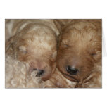 Newborn Series-01 Cards