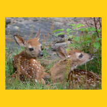Newborn Twin Bambis Poster posters