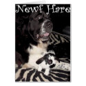 Newf Hare cards by lovenewfs Newf Hare cards