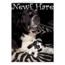 Newf Hare cards by lovenewfs Newf Hare cards