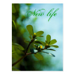 Newf life - postcards