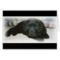 Newfie love cards by bunderwood Newfie love cards