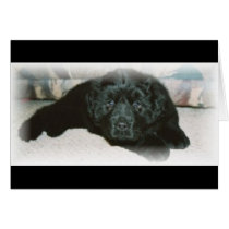 Newfie love cards