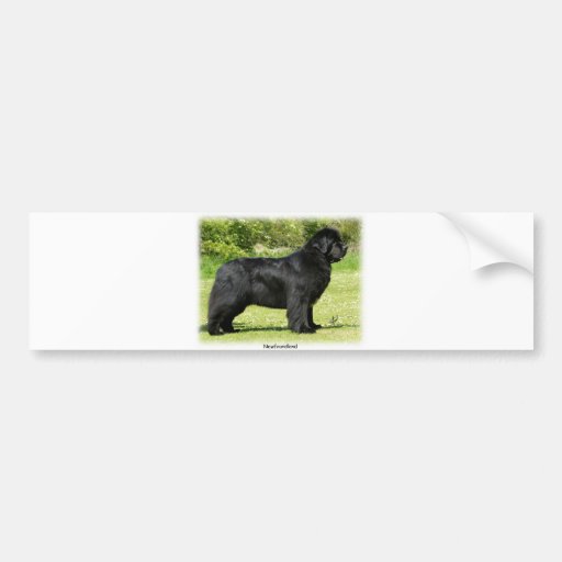 Newfoundland 9T086D-088 Bumper Sticker