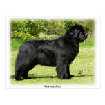 Newfoundland 9T086D-088 Postcard