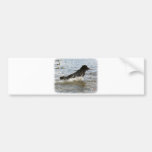 Newfoundland 9W023D-078 Bumper Stickers