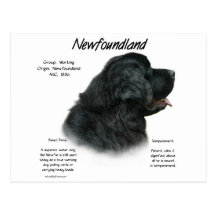 Newfoundland (Black) History Design Post Card