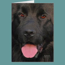 Newfoundland Dog cards