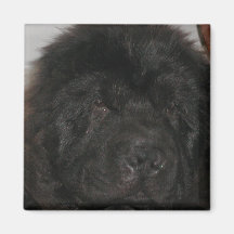 Newfoundland Dog Magnet