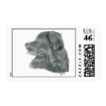 Newfoundland dog portrait drawing stamps