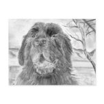 Newfoundland Dog Postcards