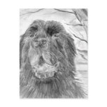 Newfoundland Dog Postcards