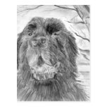 Newfoundland Dog Postcards