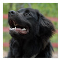 Newfoundland Dog Poster posters