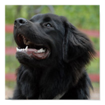 Newfoundland Dog Poster posters
