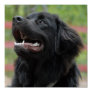 Newfoundland Dog Poster
