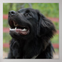 Newfoundland Dog Poster posters