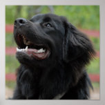 Newfoundland Dog Poster posters