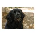 Newfoundland Dog Talking posters