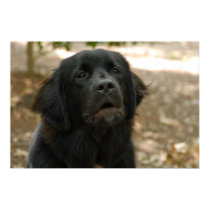 Newfoundland Dog Talking posters by rkaygroup Newfoundland Dog Talking posters