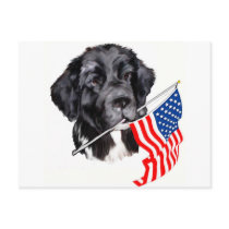 Newfoundland Dog with Flag Post Cards