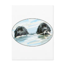 Newfoundland Dogs Swimming postcards