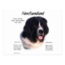 Newfoundland (landseer) History Design Postcard
