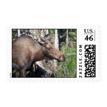 Newfoundland Moose Postage Stamp