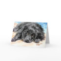 Newfoundland "Patience" cards