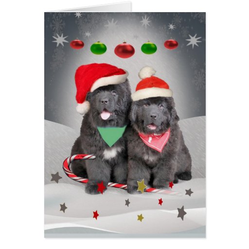 Newfoundland Puppies A Merry Christmas Card Zazzle