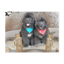 Newfoundland Puppies Love The Beach Post Cards