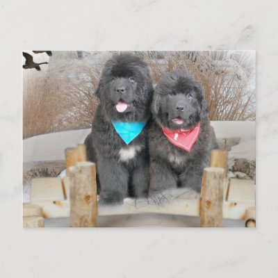 Newfoundland+puppies+pictures