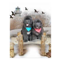 Newfoundland Puppies on beach posters