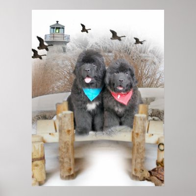 Newfoundland+puppies+pictures