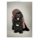 Newfoundland puppy greeting cards