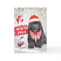 Newfoundland Puppy Loves Santa cards by friskybiz Newfoundland Puppy Loves Santa cards