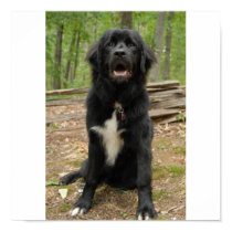 Newfoundland Puppy Poster posters by rkaygroup Newfoundland Puppy Poster posters