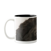Newfoundland Puppy sleeping (Canis familiaris). Mugs