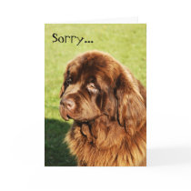 Newfoundland Sorry Card by BlackTiePictures Newfoundland Sorry Card