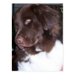 Newfy girl postcard