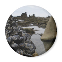 Newport Beach Muscles at Low Tide magnets