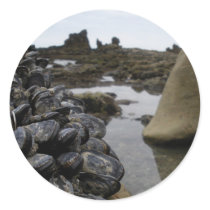 Newport Beach Muscles at Low Tide stickers by niffx Newport Beach Muscles at Low Tide stickers