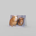 Newton and Skeeter Notecard