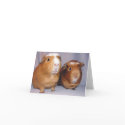Newton and Skeeter Notecard by ctguineapigs Newton and Skeeter Notecard