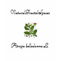 NFS "Atropa belladonna L." Top t-shirts