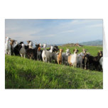 NGIP Greeting Cards