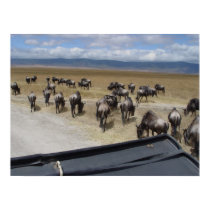 Ngorongoro Wildebeest posters
