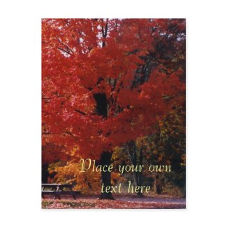 NH Autumn park Postcard Customize it postcard